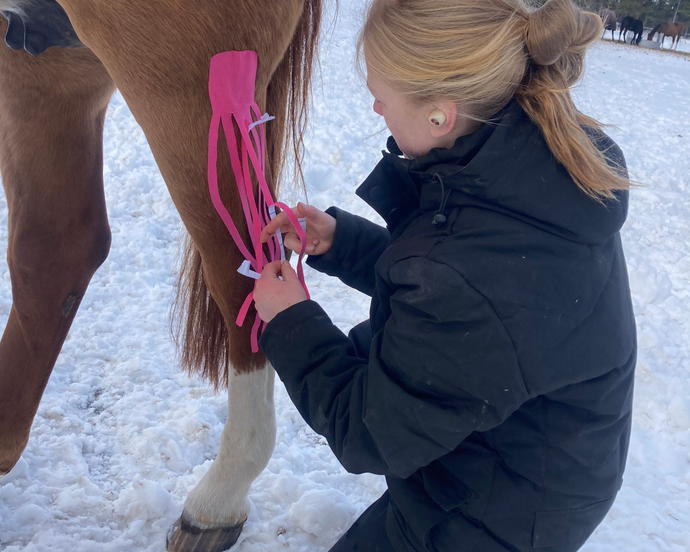 Hästföretagaren Ebba använder kinesiotejp på fölen